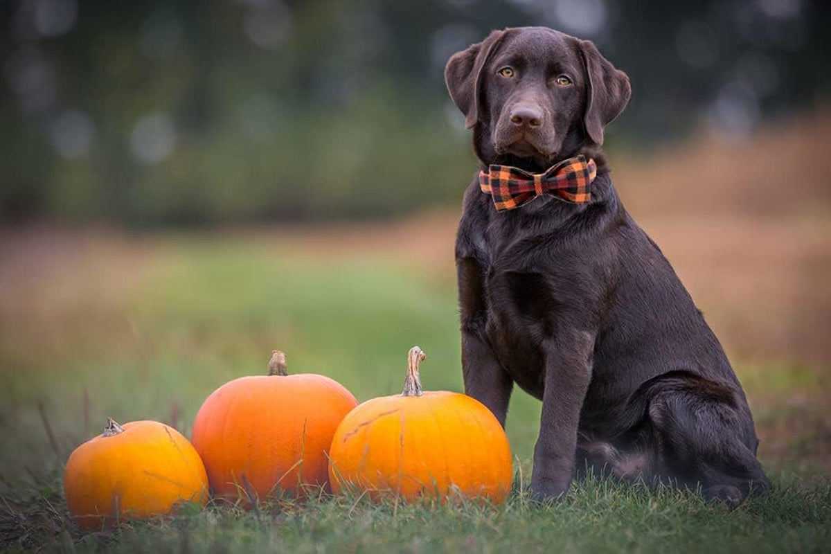 Charming Fall Dog Collar with Bowtie - Stylish Black and Orange Plaid for Small Breeds