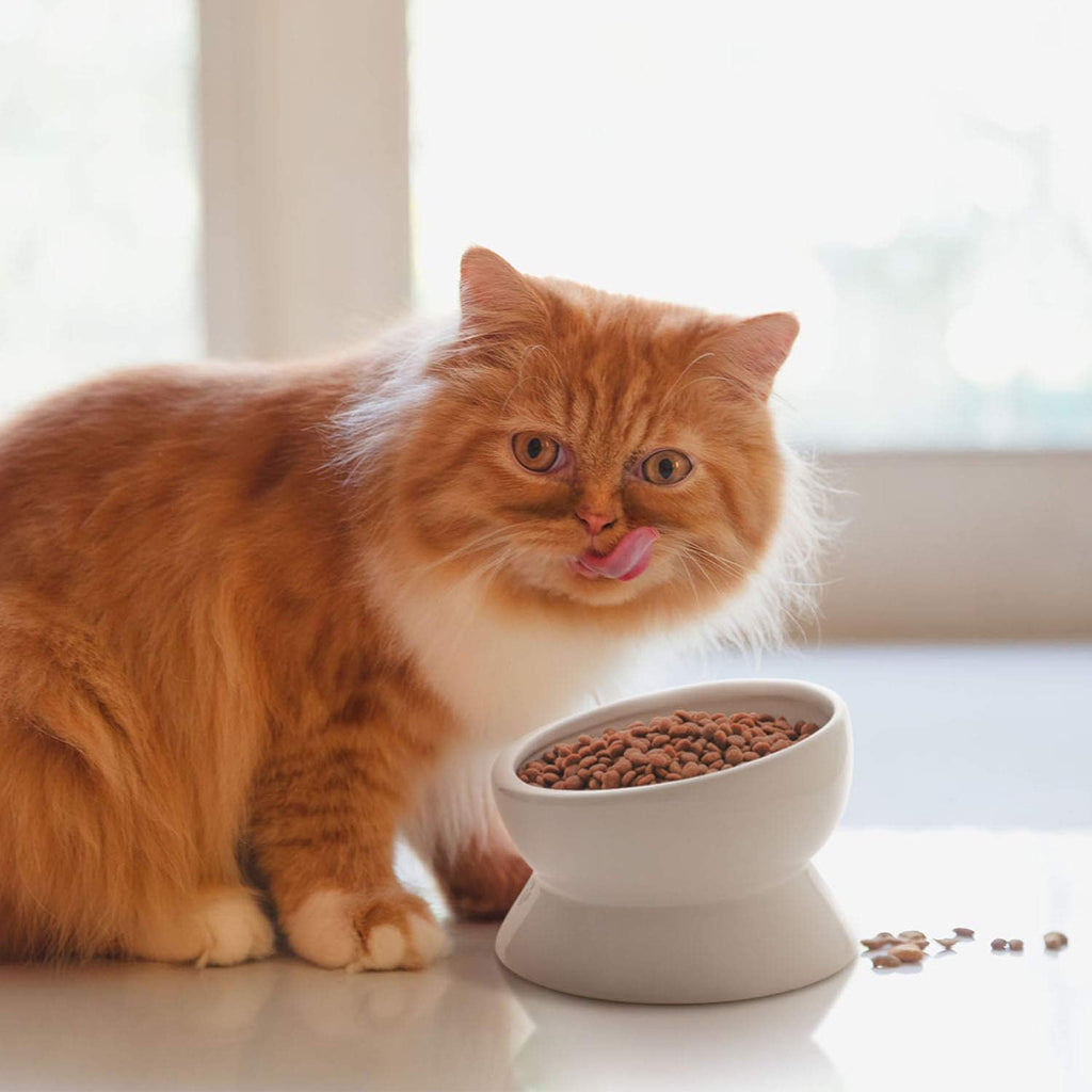 Elevated Ceramic Cat & Small Dog Bowls - No Spill, Tilted Design for Comfortable Eating, Dishwasher Safe, 15oz Capacity