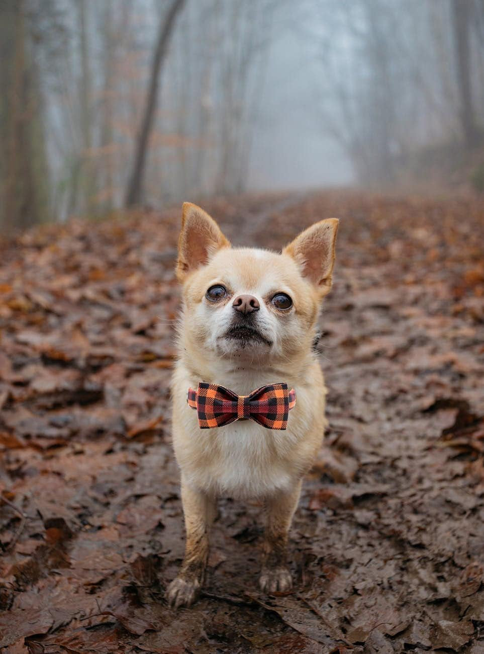 Charming Fall Dog Collar with Bowtie - Stylish Black and Orange Plaid for Small Breeds